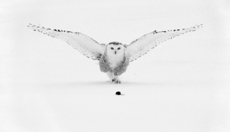  Snowy Owl Hunting 