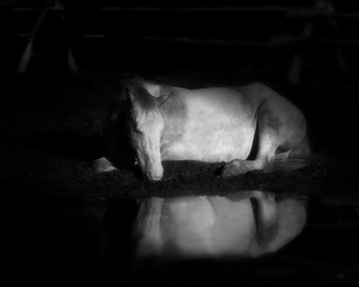 Evening Reflections Evening Reflections