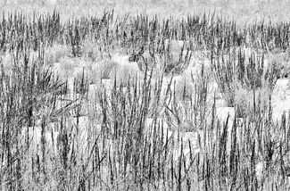 Prairie dock Prairie dock