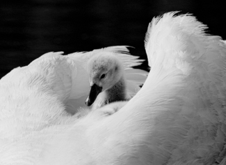 Safe in Momma's Wings