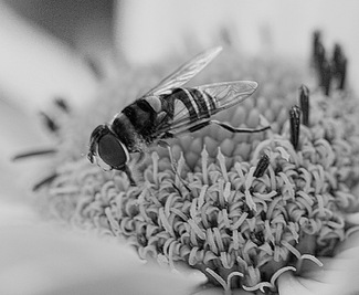 Pollinating Machine Pollinating Machine