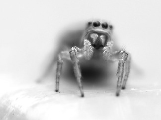 Real Monster Real Monster