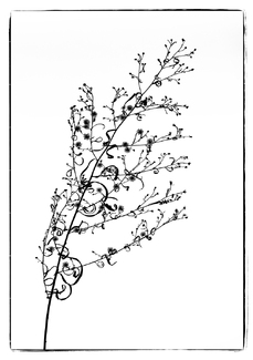 A Delicate Dance A Delicate Dance