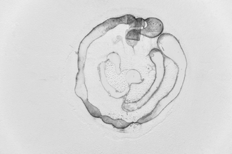 Embryon 3-375556-222495 Embryon 3-375556-222495