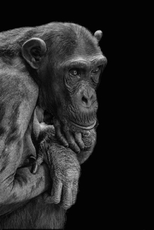 Waking Dream Waking Dream