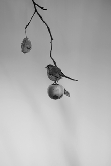 Apple picking Apple picking