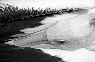 Pelican Portrait Pelican Portrait