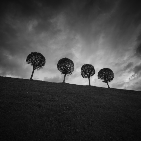 Four Trees