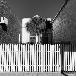 Palm and Picket Fence