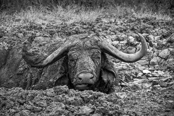 Buffalo in Mud