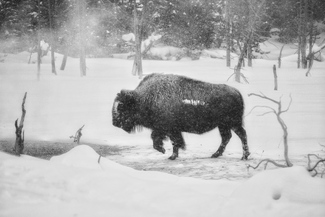 Bison in Yellowstone Bison in Yellowstone