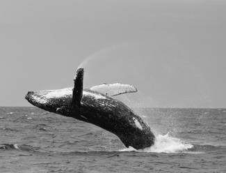 Humpback Whale Breaching  Humpback Whale Breaching
