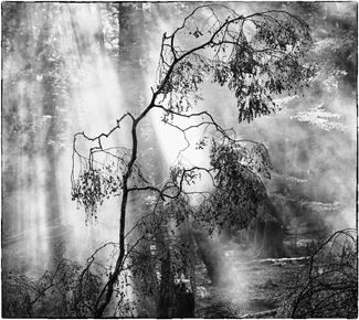MISTY MORNING MISTY MORNING