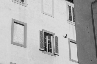 Bird, Lucca, Italy Bird, Lucca, Italy