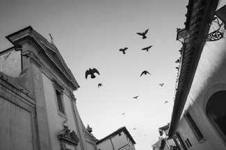 Birds, Via della Conce, Florence Birds, Via della Conce, Florence