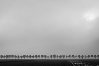 Trees in Fog, Schokland, Netherlands