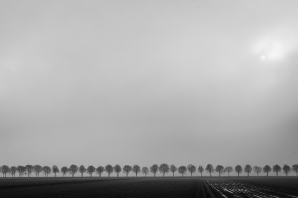 Trees in Fog, Schokland, Netherlands