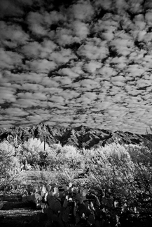 Puffy Clouds over Tucson AZ