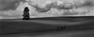 Lone Tree 1 Lone Tree 1