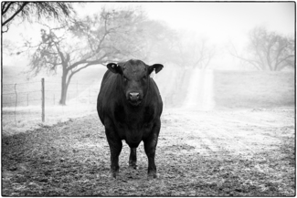 Bull in Fog