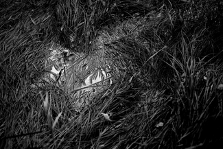 Reeds and Water Reeds and Water