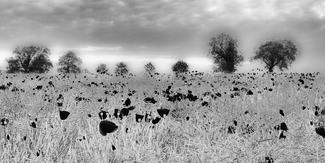 Blackened poppy fields