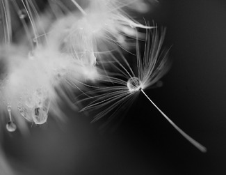 Dandelion Poetry Dandelion Poetry