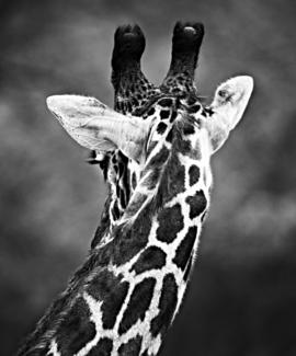 Shy Giraffe