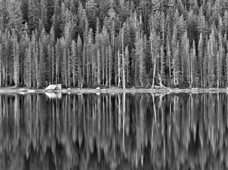 Tree Reflections Tree Reflections