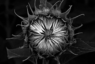 Sunflower Study Sunflower Study
