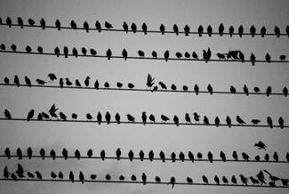 birds on a line birds on a line