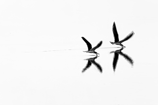 Two skimmers fishing Two skimmers fishing