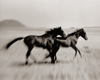 Namibian Feral Horses