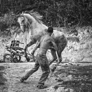 Carriage Horse Carriage Horse