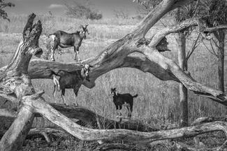 Goats in Tree Goats in Tree