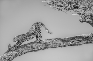 Short Tailed Leopard