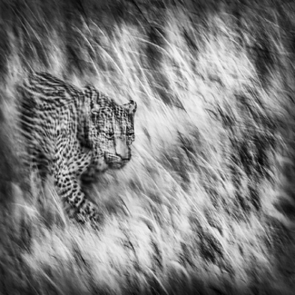 Dawn Patrol Dawn Patrol