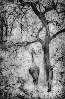 Forest Giraffe Forest Giraffe