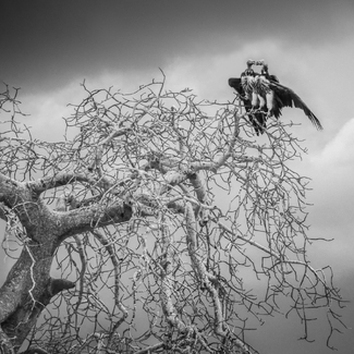 Two Vultures Two Vultures