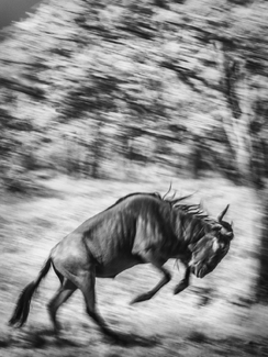 Wildebeest  Wildebeest