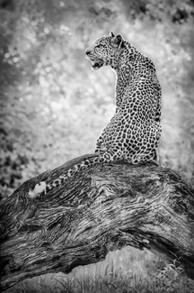 Sunset Leopard Sunset Leopard