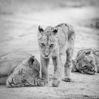 Defender of the Realm Defender of the Realm