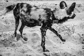 AlphaFemale AlphaFemale