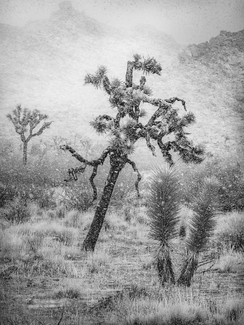 Whiteout Coming Whiteout Coming