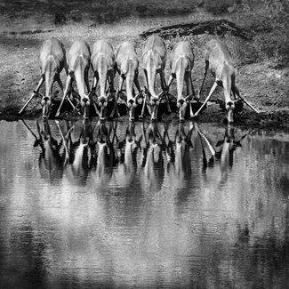 Impala Lineup Impala Lineup