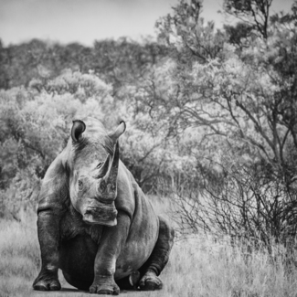 Rhino in the Morning