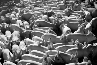 Sandwiched bacon Sandwiched bacon