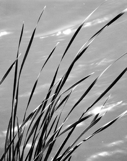 Aqua Flora Zephyr Aqua Flora Zephyr