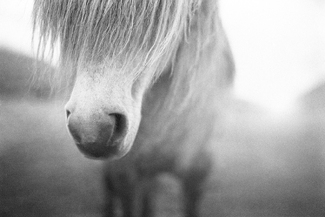 Wild Faroese Horse Wild Faroese Horse