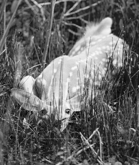 Hide and Seek (1) Hide and Seek (1)